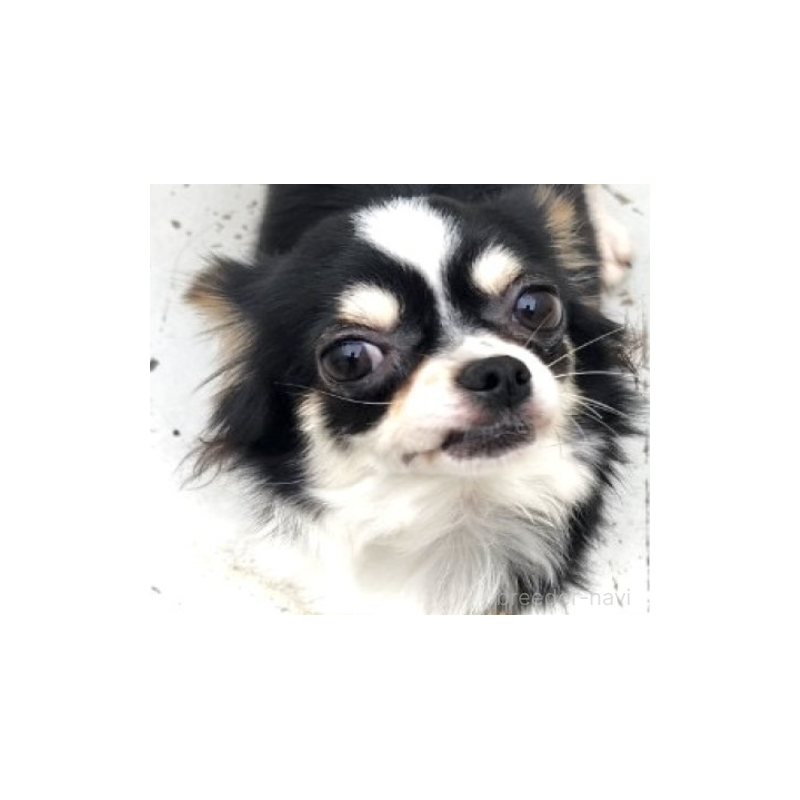 ダリアちゃん1枚目